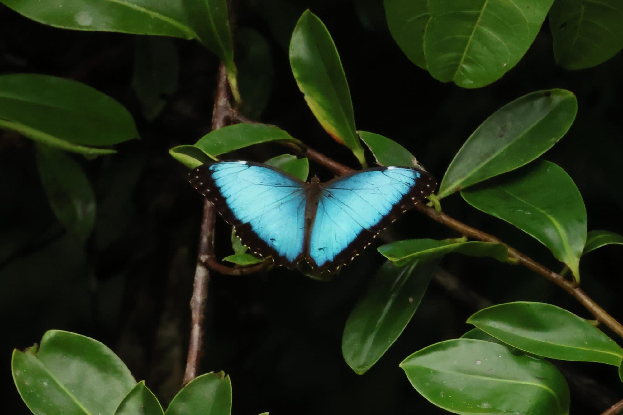 Mariposa morfo